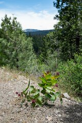 Asclepias cordifolia