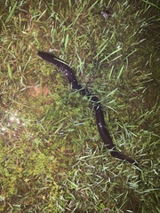 Amphiuma tridactylum