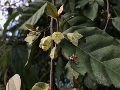Elaeagnus