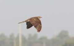 Hierococcyx sparverioides