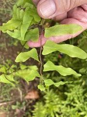 Lygodium microphyllum