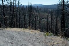 Asclepias cordifolia