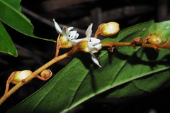 Neuropeltis