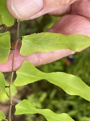 Lygodium microphyllum