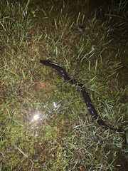 Amphiuma tridactylum