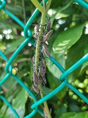 Physomerus grossipes