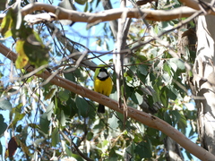 Pachycephala pectoralis