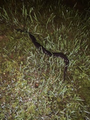 Amphiuma tridactylum