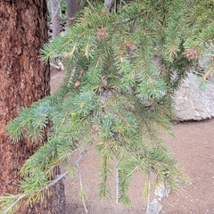Picea engelmannii