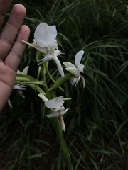Habenaria