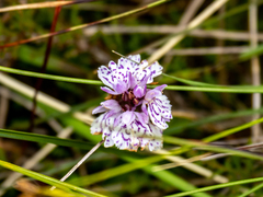 Dactylorhiza maculata