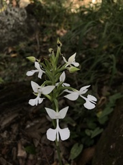 Habenaria