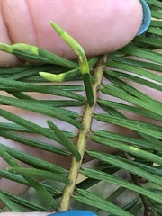 Contarinia pseudotsugae