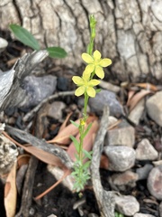 Linum neomexicanum