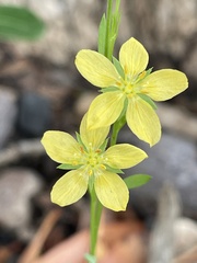 Linum neomexicanum