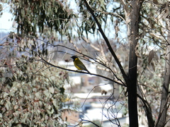 Pachycephala pectoralis