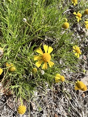 Helenium amarum
