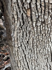 Arbutus arizonica