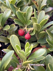 Arctostaphylos uva-ursi