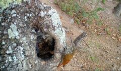 Lepidocolaptes leucogaster