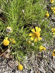 Helenium amarum