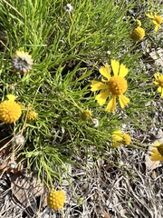 Helenium amarum