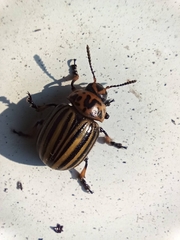 Leptinotarsa decemlineata