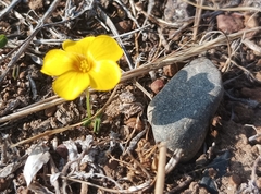Oxalis perdicaria