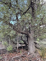 Arbutus arizonica