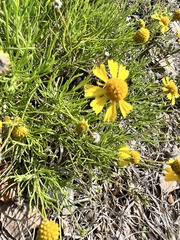 Helenium amarum