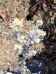 Pseudognaphalium microcephalum