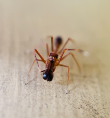 Myrmaplata plataleoides