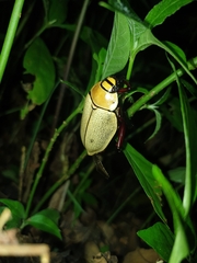 Heterosternus buprestoides