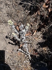 Pseudognaphalium microcephalum