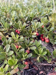 Arctostaphylos uva-ursi