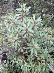 Arbutus arizonica