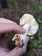 Melanoleuca
