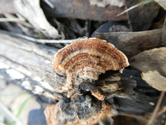 Trametes versicolor