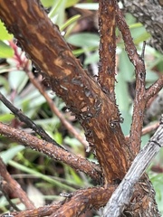 Arbutus arizonica