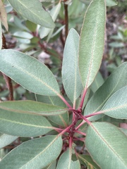 Arbutus arizonica