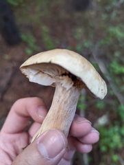 Melanoleuca