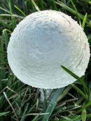 Saproamanita thiersii