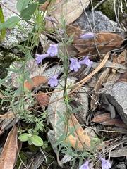 Hedeoma hyssopifolia