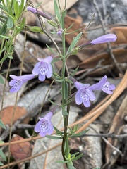 Hedeoma hyssopifolia