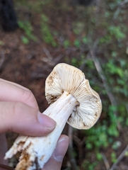 Melanoleuca