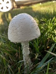 Saproamanita thiersii