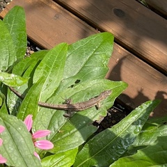 Takydromus tachydromoides