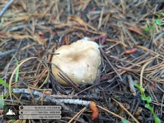 Melanoleuca