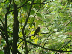 Muscicapa ferruginea