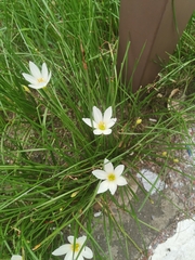 Zephyranthes candida